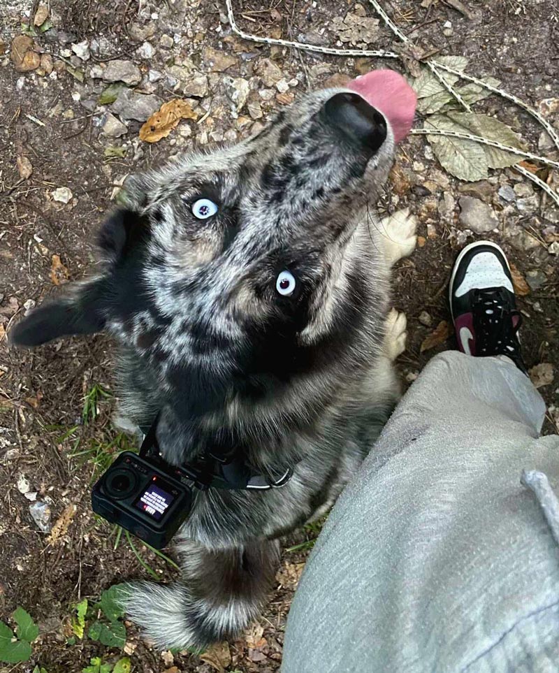 La caméra DJI Osmo Action 4 accrochée au harnais d'un chien